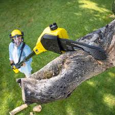 Best Arborist Consultation Services  in Point Pleasant, WV