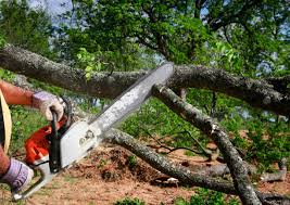 Best Utility Line Clearance  in Point Pleasant, WV