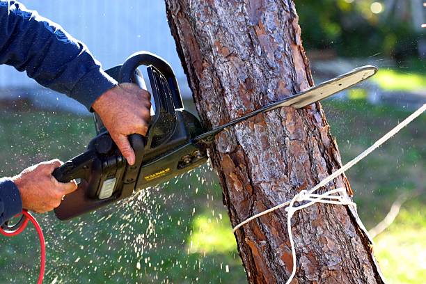 Reliable Point Pleasant, WV Tree Services Solutions