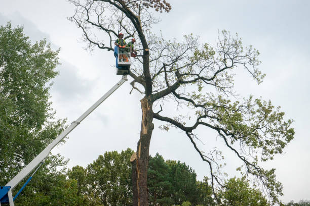 How Our Tree Care Process Works  in  Point Pleasant, WV